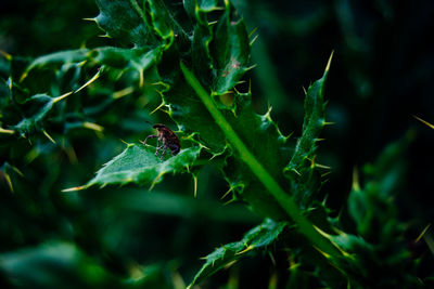 Insect on leaf