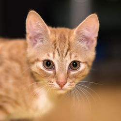 Close-up portrait of a cat