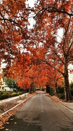 Autumn trees in park