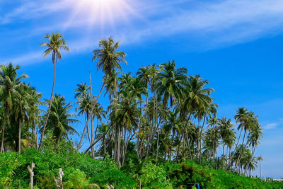 Low angle view of coconut palm trees against blue sky