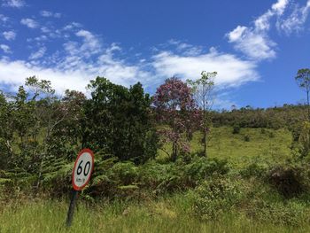 Trees growing on field against sky