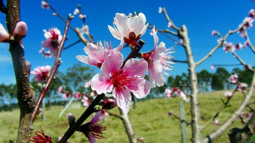 Close-up of pink flowers blooming on tree