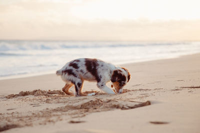 Cat walking on beach