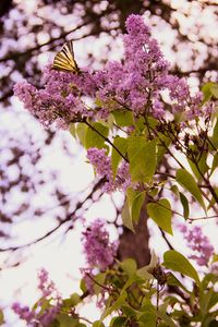 Close-up of butterfly on pink flowering plant