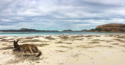 Scenic view of beach