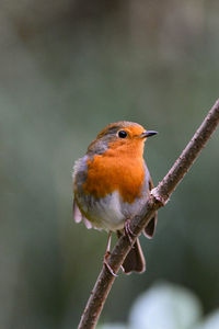 Close-up of bird perching outdoors