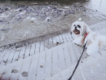 High angle view of dog in water