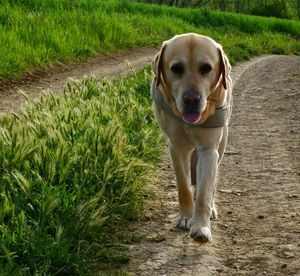 Portrait of dog on field