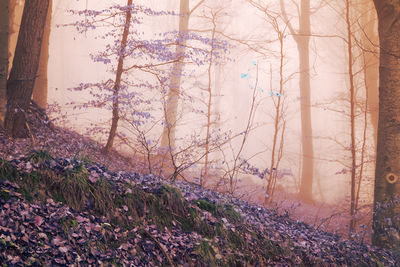 Trees on field during winter