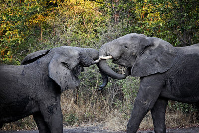 Side view of elephant