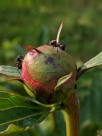 Close-up of insect on leaf