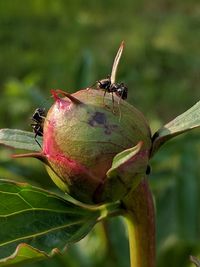 Close-up of ants on green plant bulb
