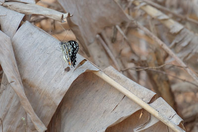 High angle view of butterfly on wood