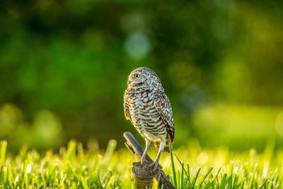 Close-up of a bird perching on a land