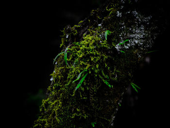 Close-up of moss growing on tree trunk