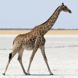 Side view of giraffe walking on salt pan