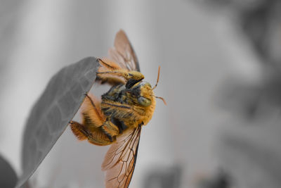 Close-up of bee pollinating on flower