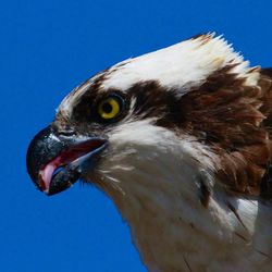 Close-up of osprey against clear blue sky