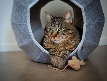 Close-up of cat sitting on sofa at home