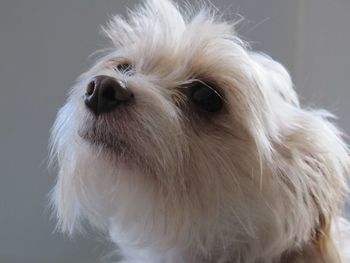 Close-up portrait of white dog