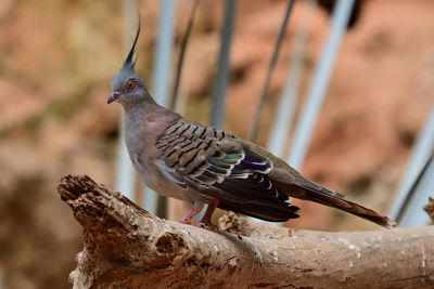 Portrait of a crested pigeon  in captivity 