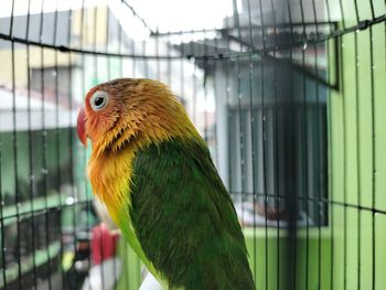 Close-up of parrot in cage