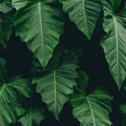 Full frame of green leaves pattern background, nature lush foliage leaf texture , tropical leaf 