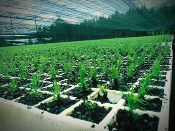 Plants growing on field