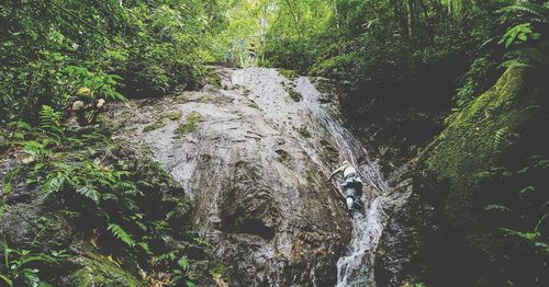 Scenic view of waterfall in forest