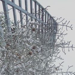 Low angle view of tree against sky