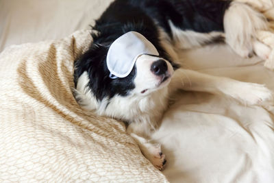 Puppy border collie with sleeping eye mask lay on pillow blanket in bed. dog at home sleeping