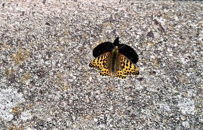 High angle view of butterfly on flower