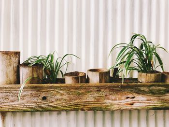 Potted plants on table against wall