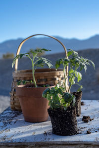 Table top view of gardening or potting bench with young tomato plants, clay pot, garden basket