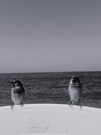 Birds perching on a sea