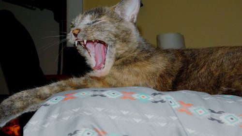 Close-up of cat yawning on bed at home