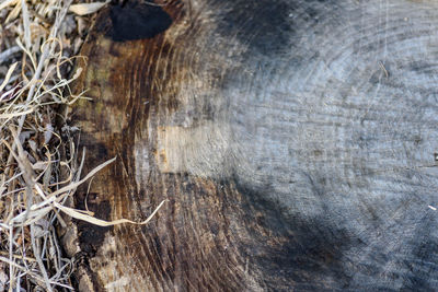 Full frame shot of wood