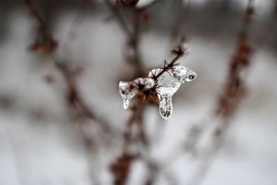 Close-up of snow on twig