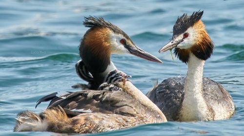 Ducks swimming in lake