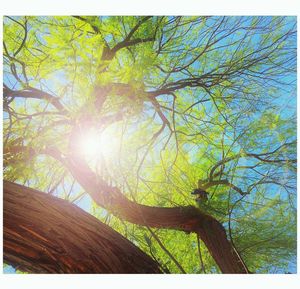 Low angle view of tree against sky