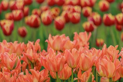 Close-up of red tulips on field