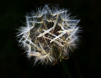 Close-up of dandelion against black background