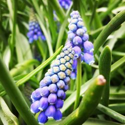 Close-up of purple flowers