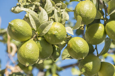 Low angle view of lemons growing on tree