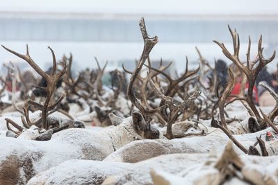 Close-up of frozen sea during winter