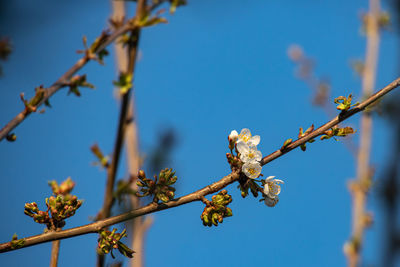 Low angle view of cherry blossoms in spring