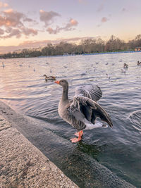 Duck swimming in lake during sunset