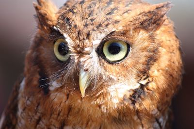 Close-up portrait of an owl