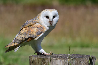 Close-up of a barn  owl perching on a wooden post