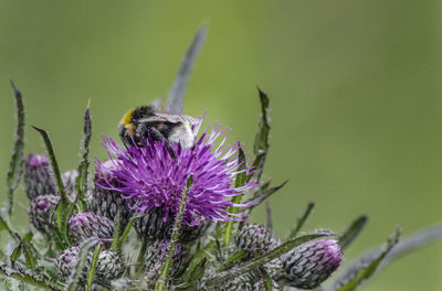 Bumblebee pollinating on thistle flower